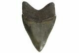 Serrated, Fossil Megalodon Tooth - Georgia #332832-1